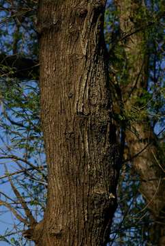 Image of Common albizia