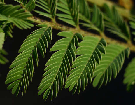 Image of Common albizia