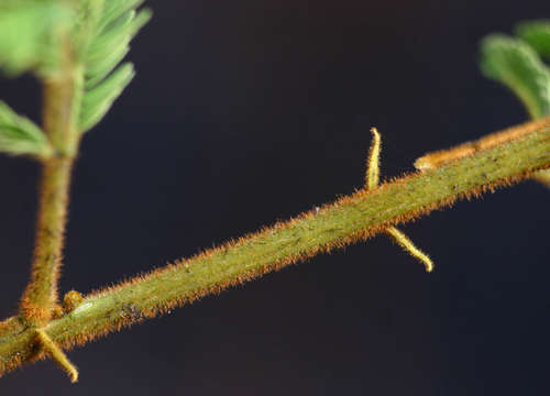 Image de Albizia harveyi E. Fourn.