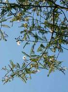 Image of Common albizia