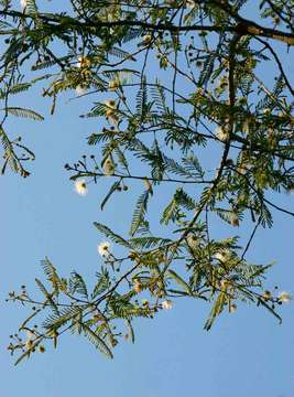 Image of Common albizia