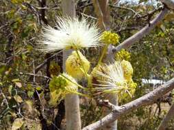 Image of Paperbark albizia