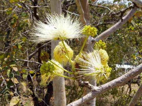 Albizia tanganyicensis Baker fil.的圖片