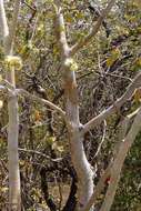 Image of Paperbark albizia