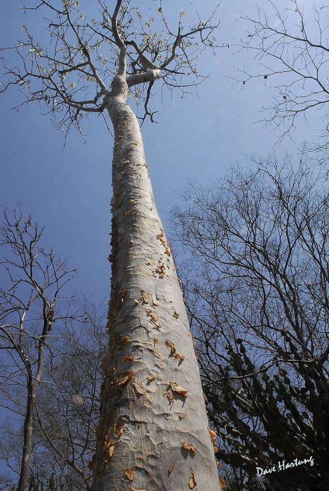 Слика од Albizia tanganyicensis Baker fil.