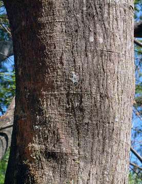 Image of Crimson long-pod albizia