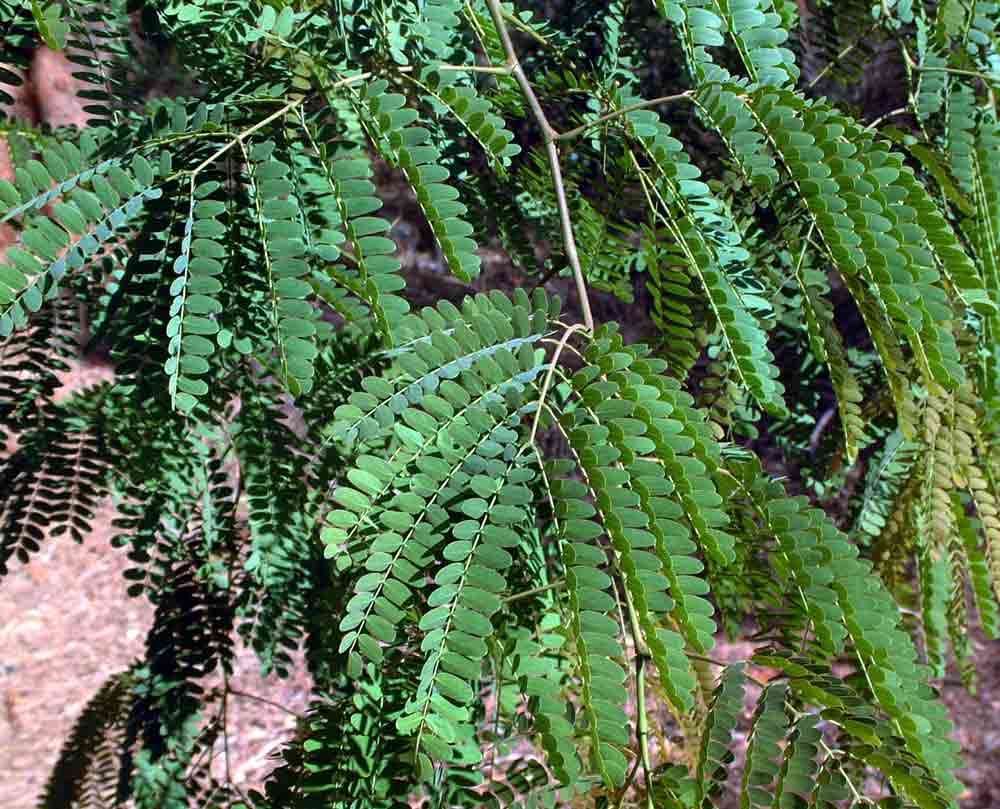 Image of Crimson long-pod albizia