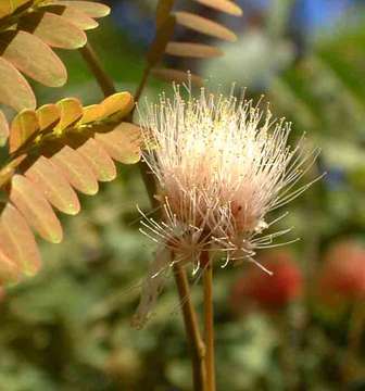 Image of Crimson long-pod albizia