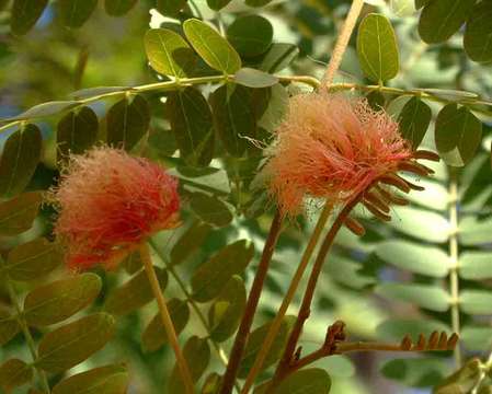 Image of Crimson long-pod albizia