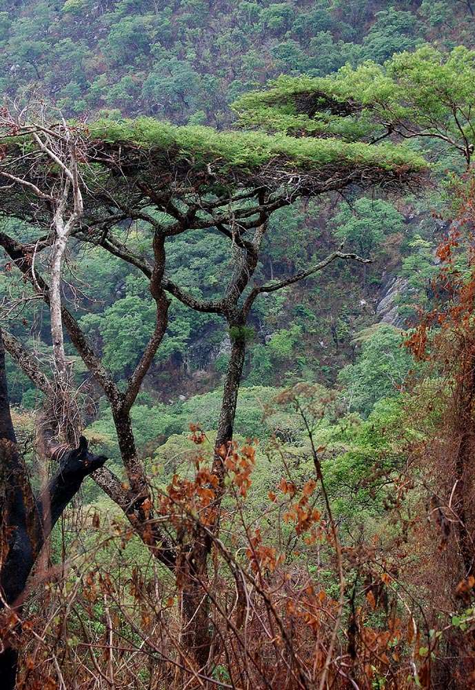 Слика од Vachellia abyssinica (Hochst. ex Benth.) Kyal. & Boatwr.