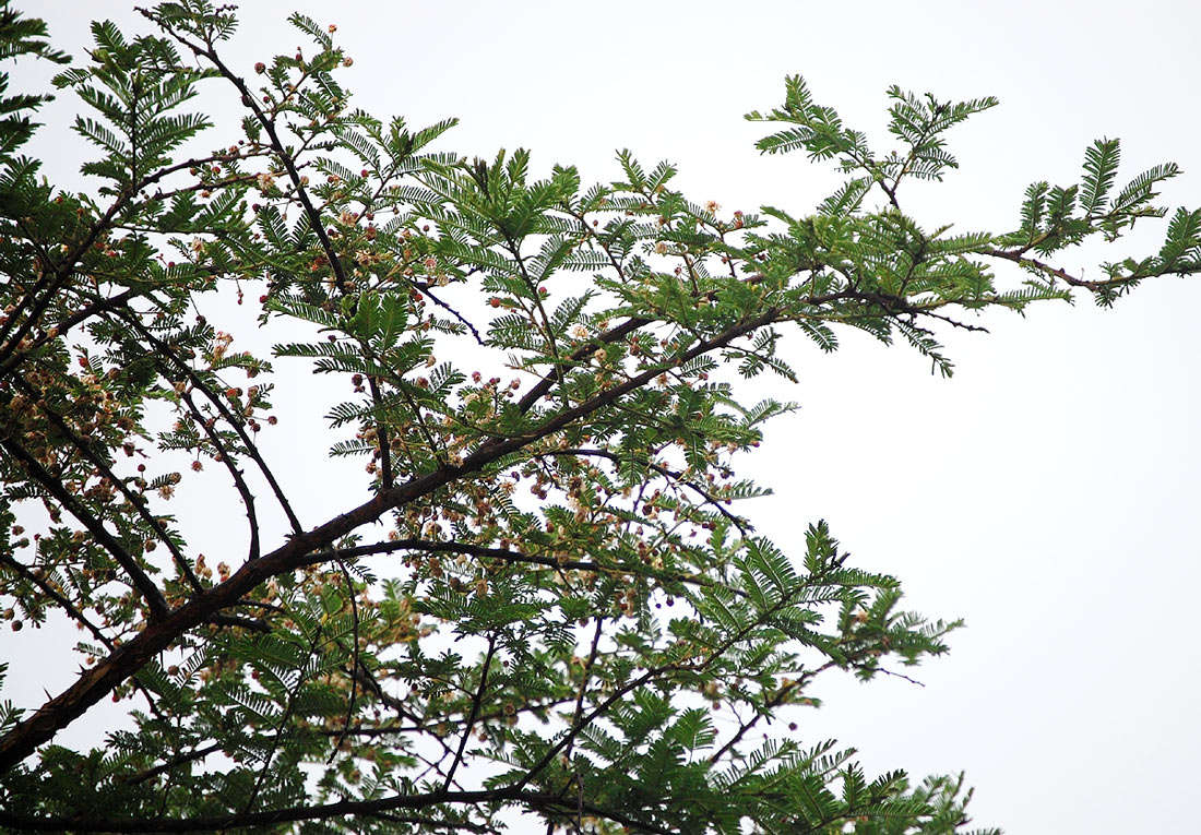 Vachellia abyssinica (Hochst. ex Benth.) Kyal. & Boatwr. resmi