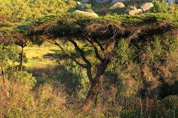 Image of Nyanga  flat-top