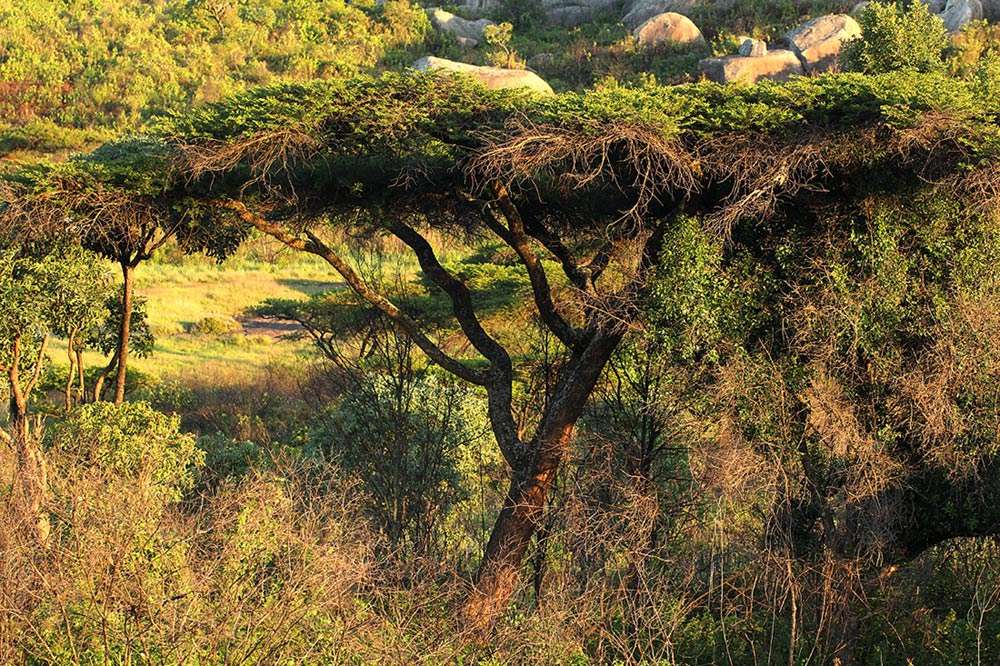 Vachellia abyssinica (Hochst. ex Benth.) Kyal. & Boatwr. resmi