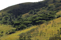 Image of Nyanga  flat-top