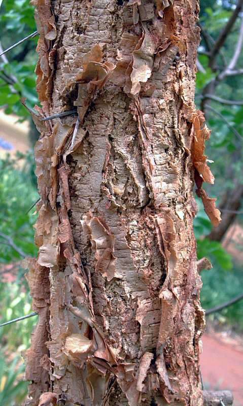 Vachellia abyssinica (Hochst. ex Benth.) Kyal. & Boatwr. resmi