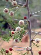 Vachellia abyssinica (Hochst. ex Benth.) Kyal. & Boatwr. resmi