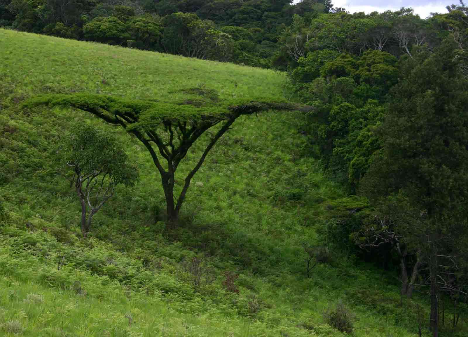 Image of Nyanga  flat-top