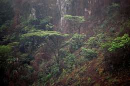 Vachellia abyssinica (Hochst. ex Benth.) Kyal. & Boatwr. resmi