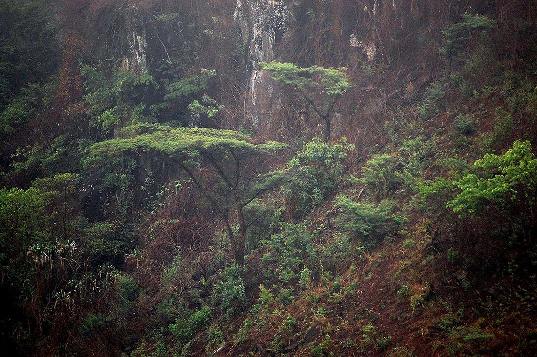 Слика од Vachellia abyssinica (Hochst. ex Benth.) Kyal. & Boatwr.