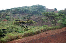 Vachellia abyssinica (Hochst. ex Benth.) Kyal. & Boatwr. resmi