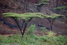 Vachellia abyssinica (Hochst. ex Benth.) Kyal. & Boatwr. resmi