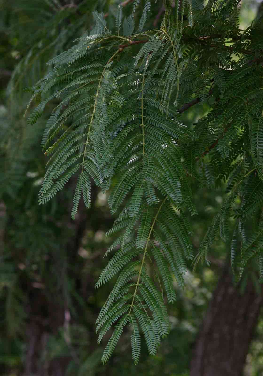 Image of Large-leaved acacia