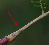 Image of Large-leaved acacia