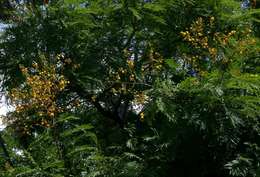 Image of Large-leaved acacia