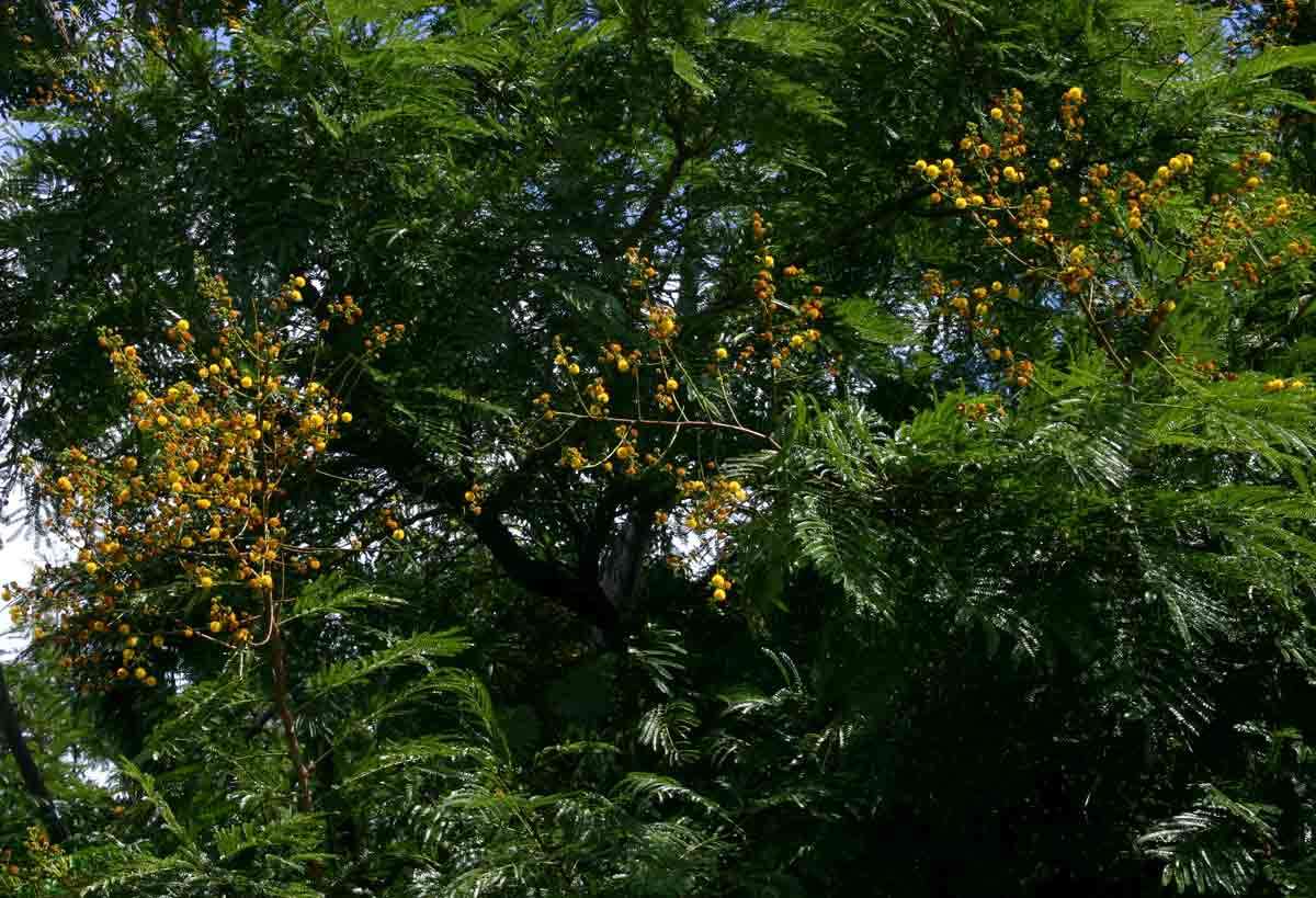 Image of Large-leaved acacia