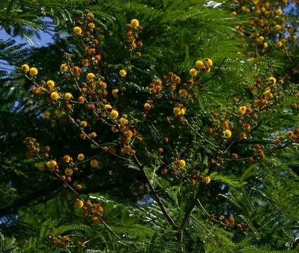 Image of Large-leaved acacia