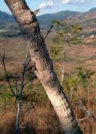 Image of Large-leaved acacia