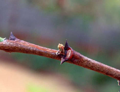 Image of Large-leaved acacia