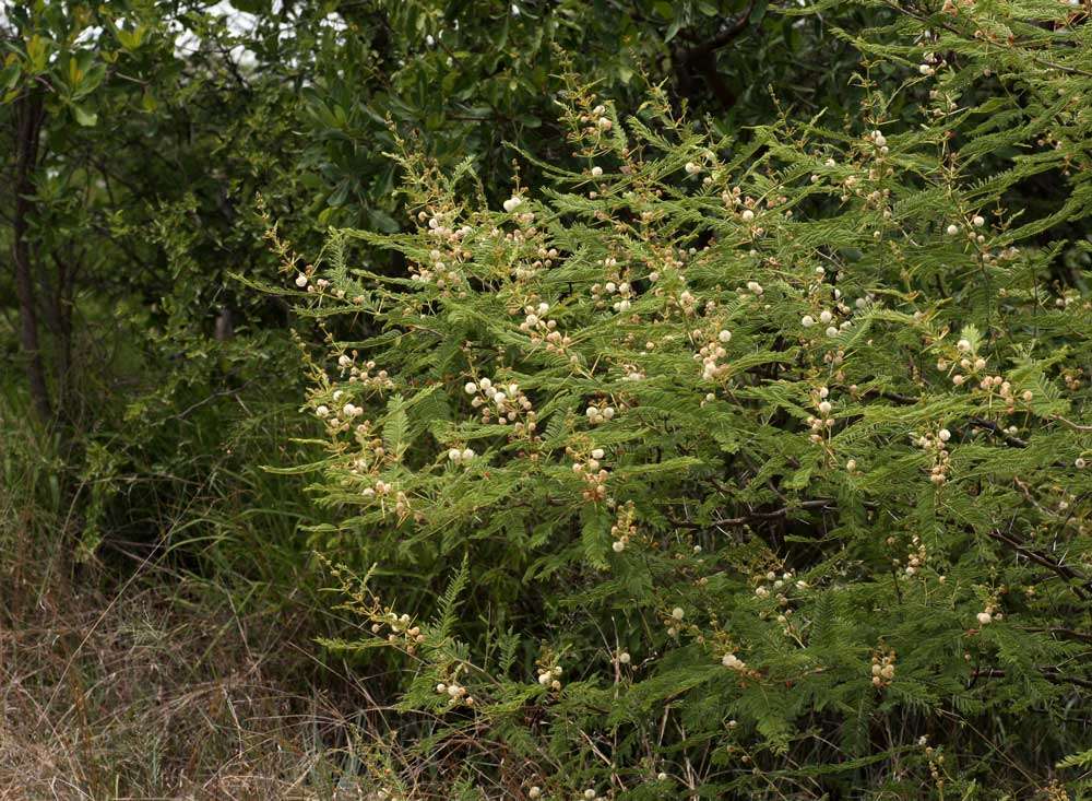 Слика од Vachellia arenaria (Schinz) Kyal. & Boatwr.