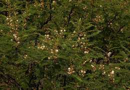 Слика од Vachellia arenaria (Schinz) Kyal. & Boatwr.