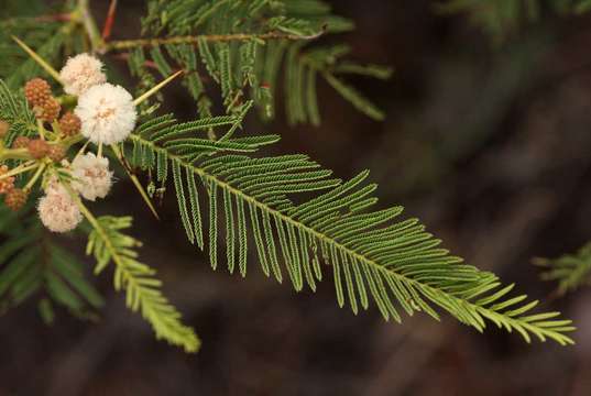 Слика од Vachellia arenaria (Schinz) Kyal. & Boatwr.