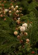 Слика од Vachellia arenaria (Schinz) Kyal. & Boatwr.