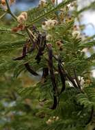 Слика од Vachellia arenaria (Schinz) Kyal. & Boatwr.