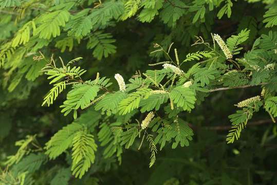 Image of Flame thorn