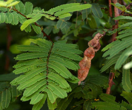 صورة Senegalia ataxacantha (DC.) Kyal. & Boatwr.