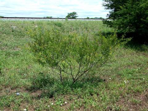 Plancia ëd Vachellia borleae (Burtt Davy) Kyal. & Boatwr.