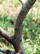 Image of Sticky acacia