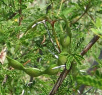 Image of Sticky acacia