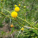 Image of Sticky acacia