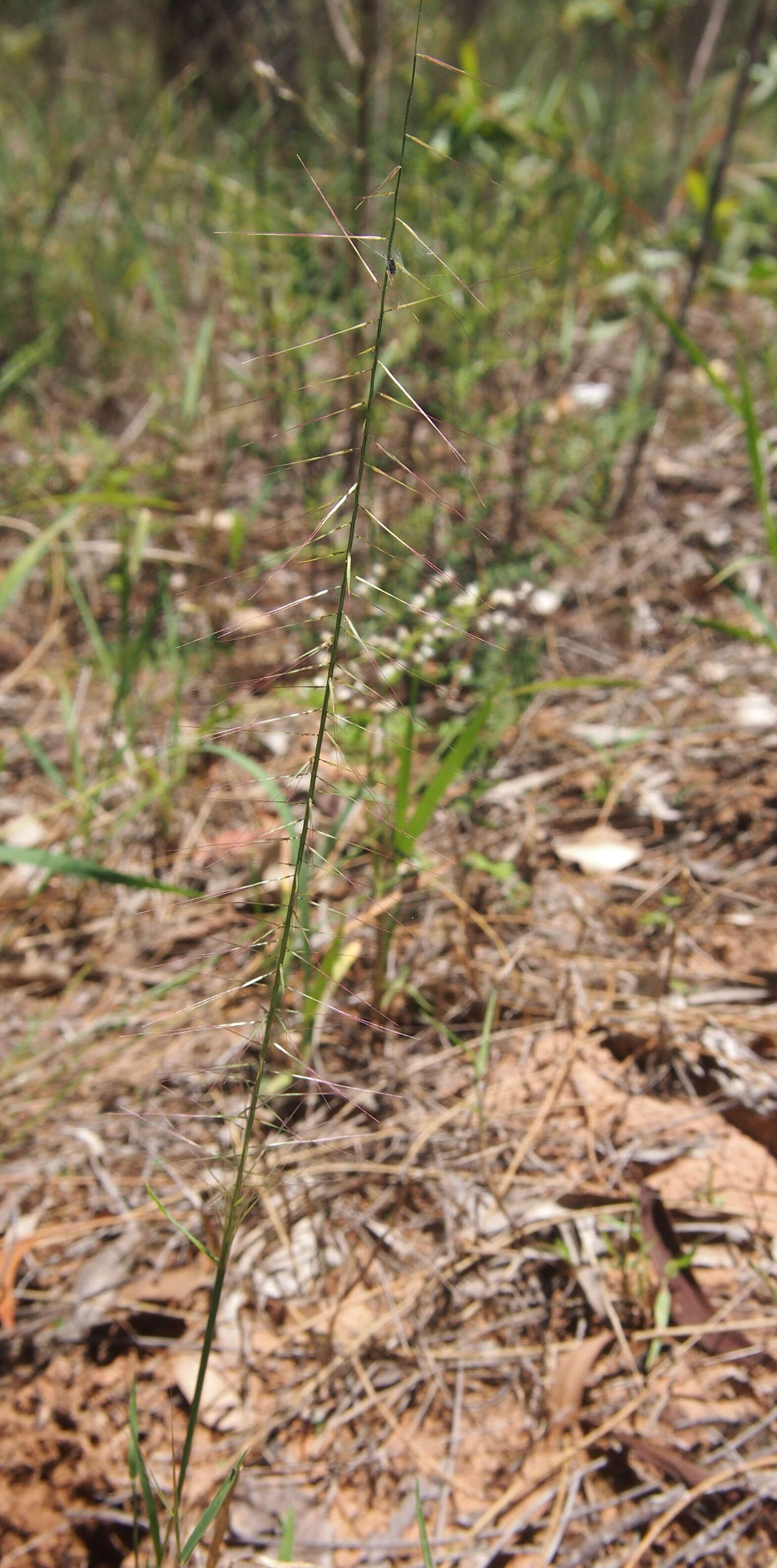 Image of comet grass