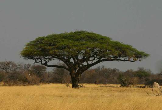 Image of Camel thorn