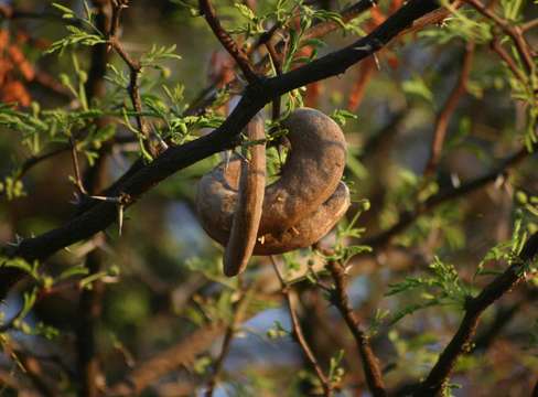 Image of Camel thorn