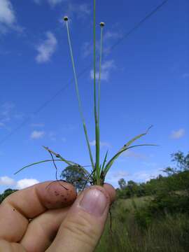 Image of rough pipewort