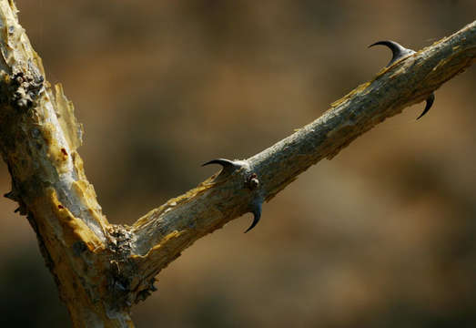 Image of Blue thorn