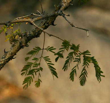 Image of Blue thorn