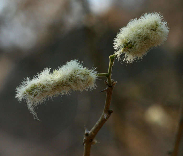 Image of Blue thorn